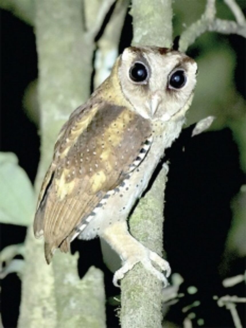 Bringing to light the winged wonders of Goa’s forest