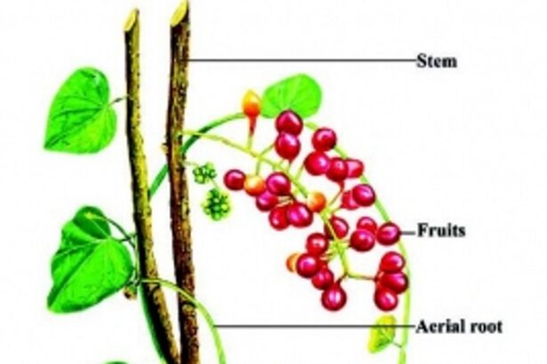 British Pharma accepts Giloy useful in protection of liver