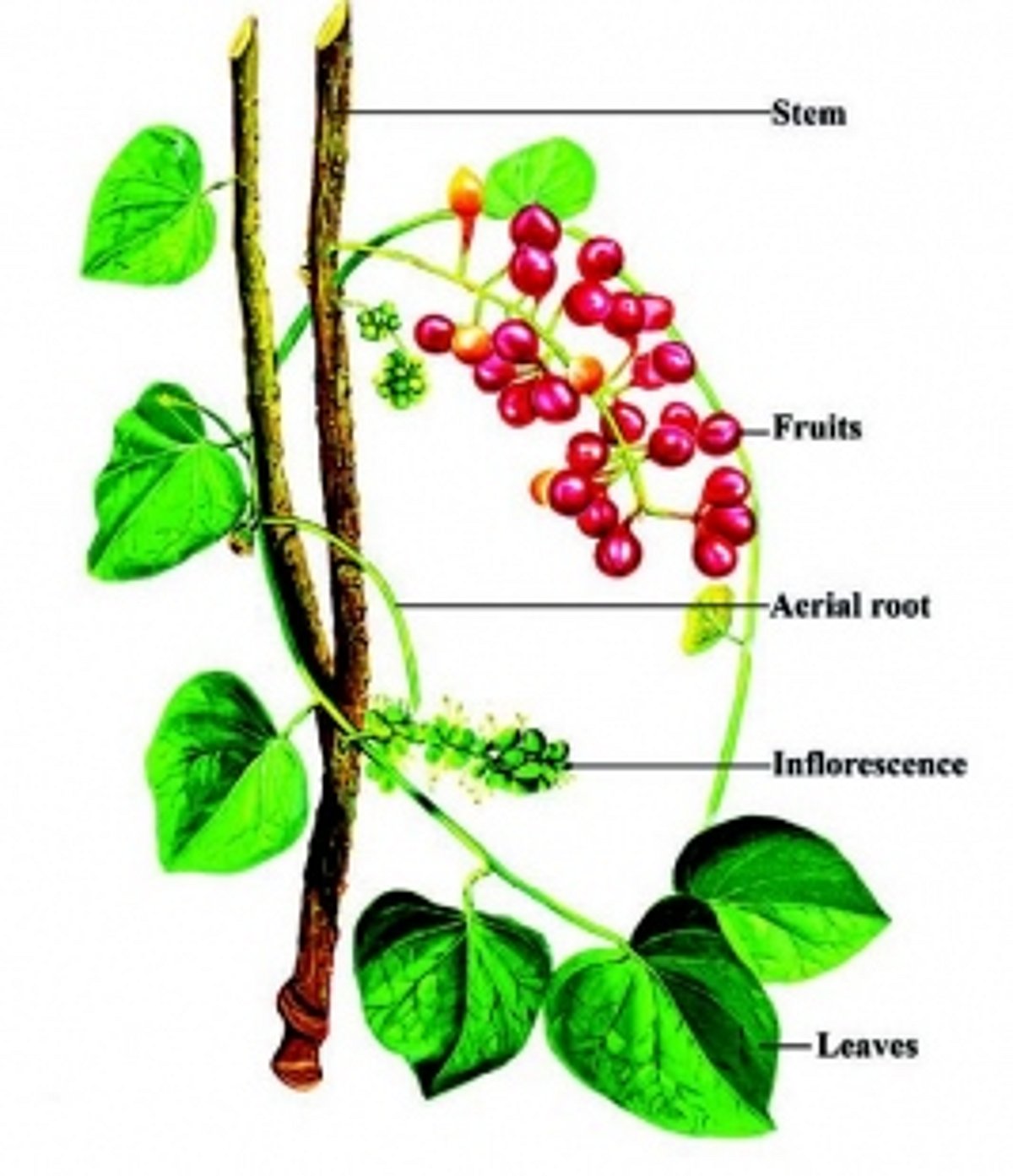 British Pharma accepts Giloy useful in protection of liver