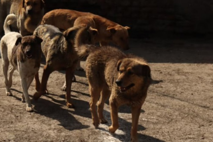 British Volunteer Julie Transforms Lives of Salcete’s Stray Dogs Through Decade-Long Mission at Cutbona Jetty