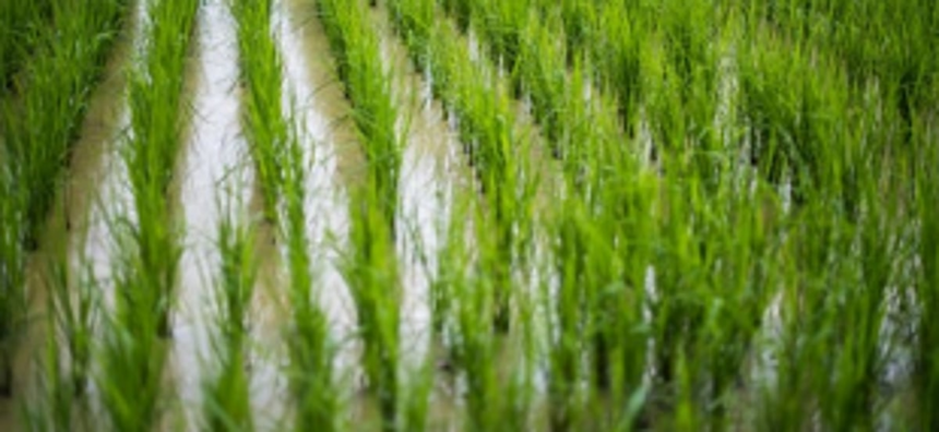 Broken bhandara worry Khandola farmers as fields could get destroyed