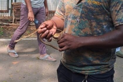 Bronzeback Tree Snake Rescued at CMPramod Sawant’s Residence
