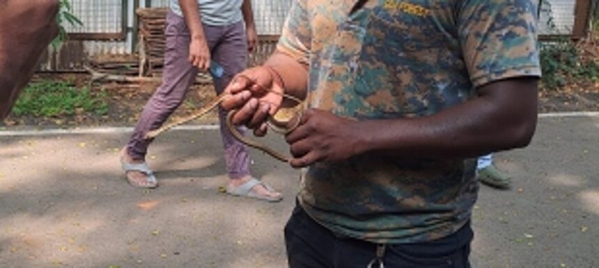 Bronzeback Tree Snake Rescued at CMPramod Sawant’s Residence