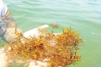 Brown seaweed along Salcete’s coastline irritant for tourists, fishermen
