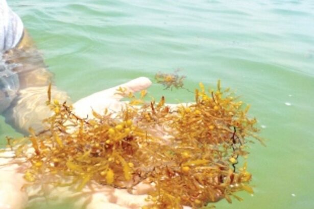 Brown seaweed along Salcete’s coastline irritant for tourists, fishermen