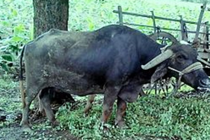 Buffalo dies due to electrocution