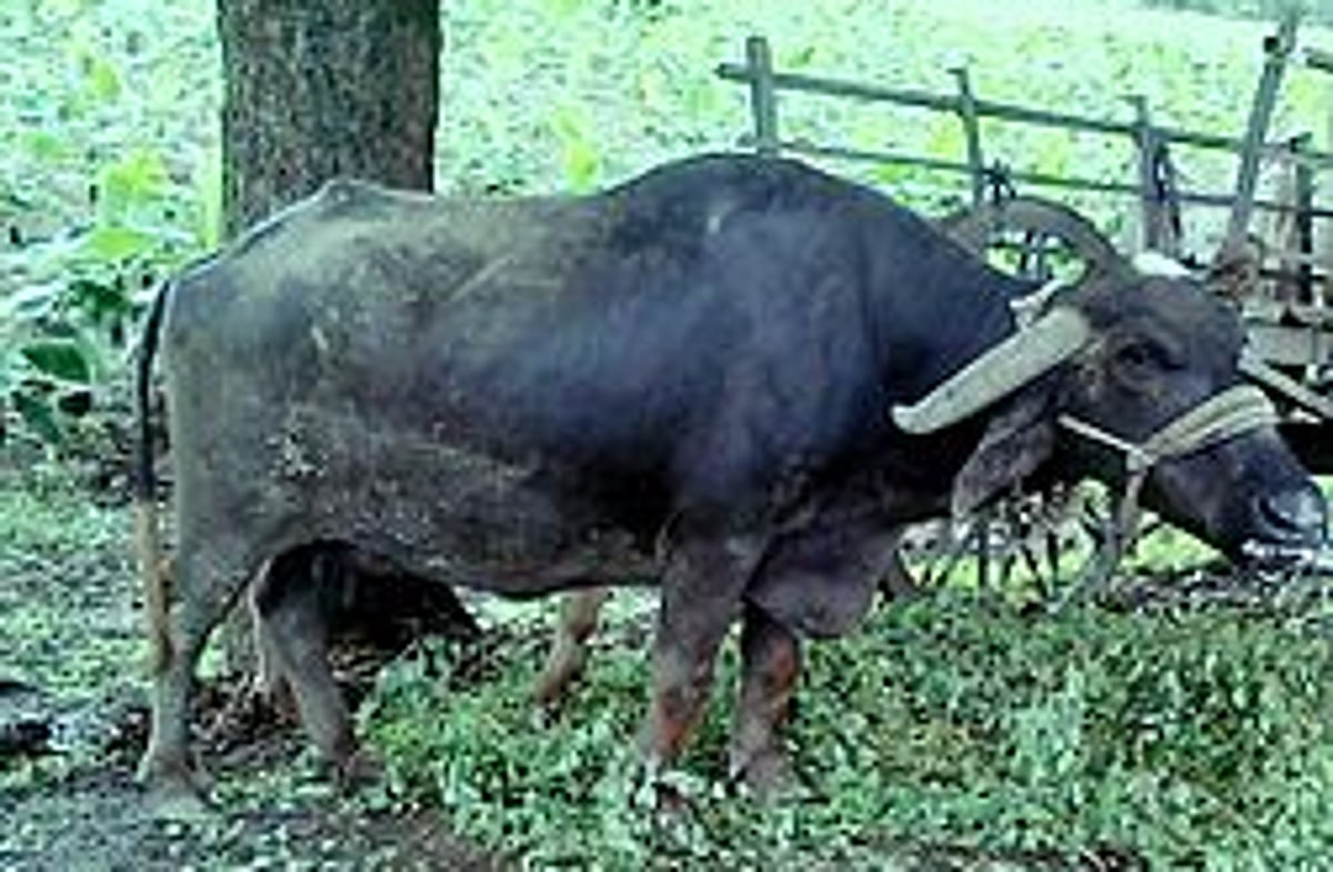 Buffalo dies due to electrocution
