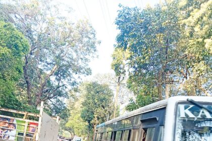 Buffaloes a nuisance on Marna-Siolim route