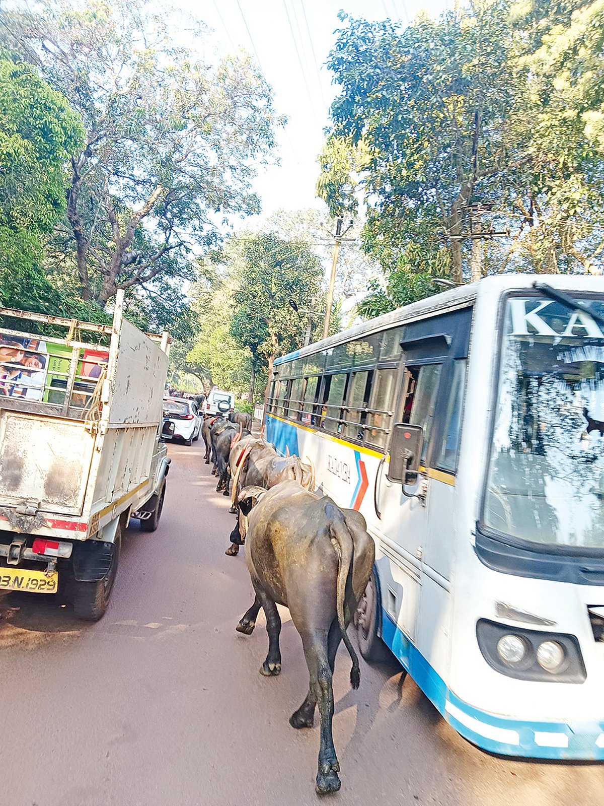 Buffaloes a nuisance on Marna-Siolim route