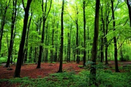 Build tunnel at Karmalghat to save thousands of endemic trees: Greens
