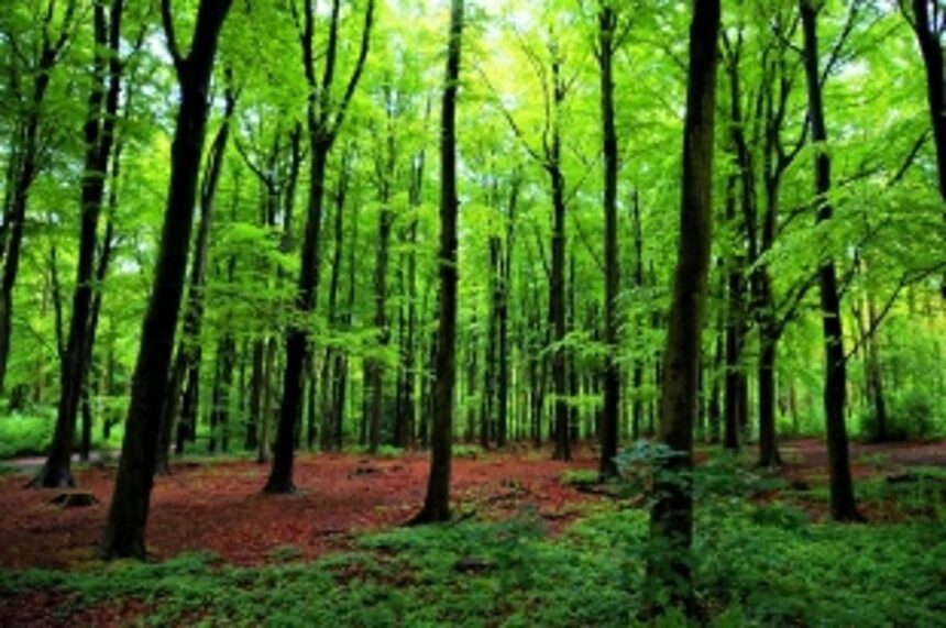 Build tunnel at Karmalghat to save thousands of endemic trees: Greens 1 Build tunnel at Karmalghat to save thousands of endemic trees: Greens