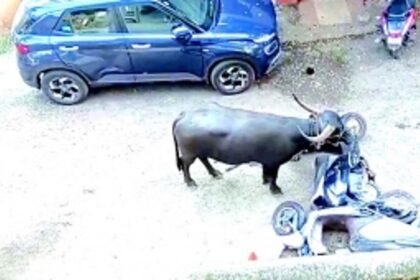 Bull attack victim battles for life  at GMC