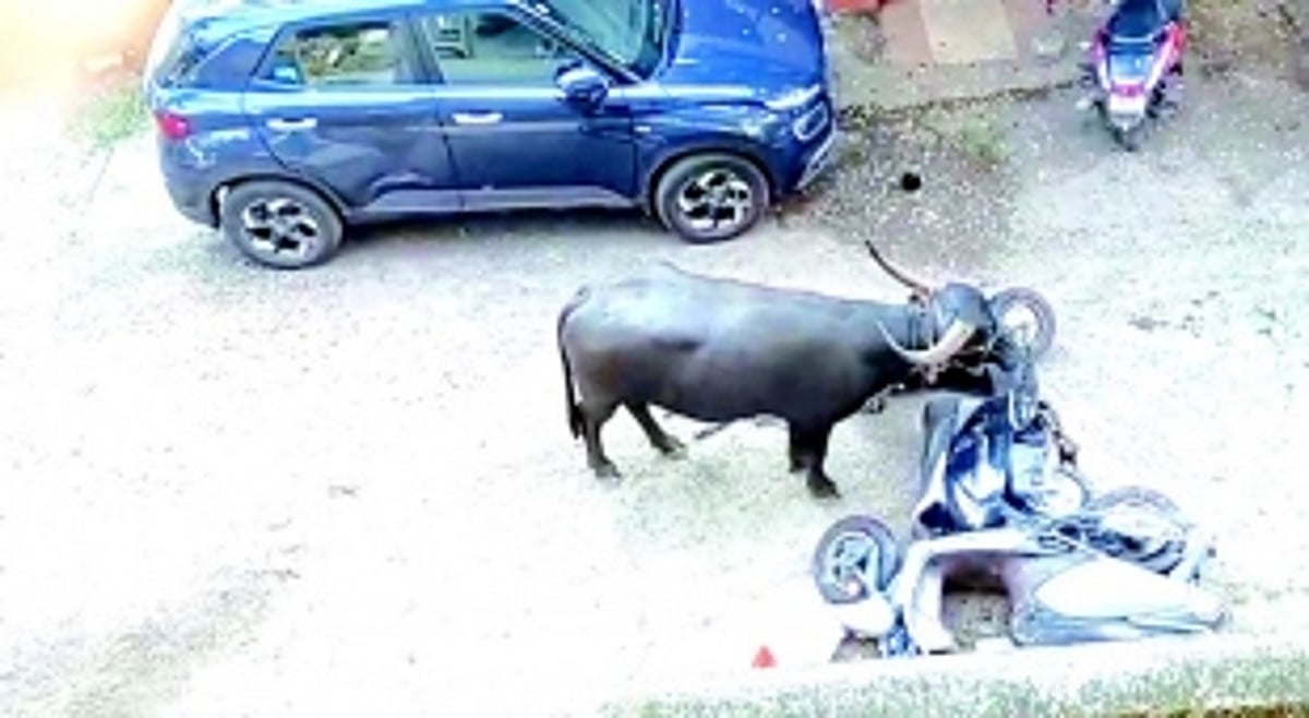 Bull attack victim battles for life  at GMC