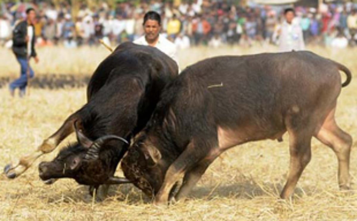 Bull fight creates panic among locals