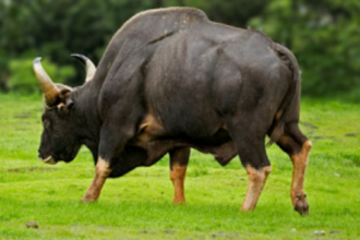 Bull lands into   well after bullfight, rescued