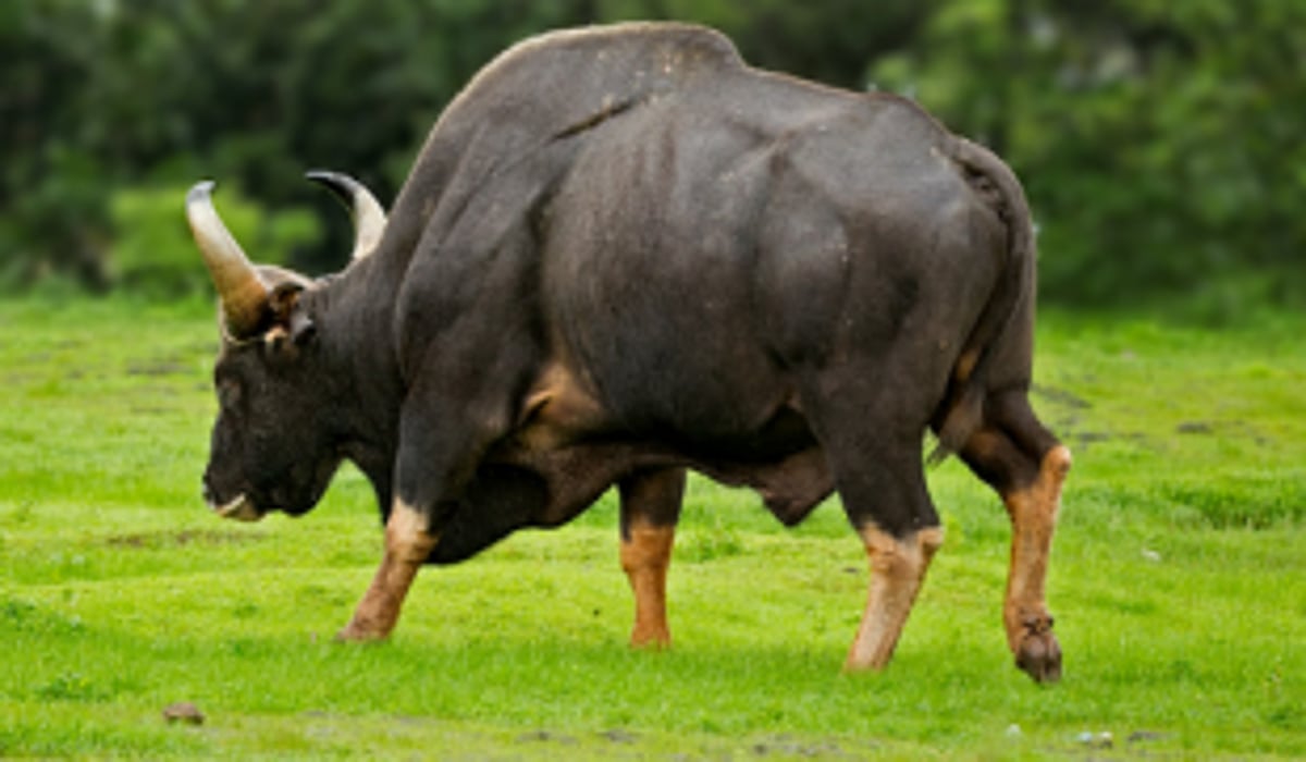 Bull lands into   well after bullfight, rescued