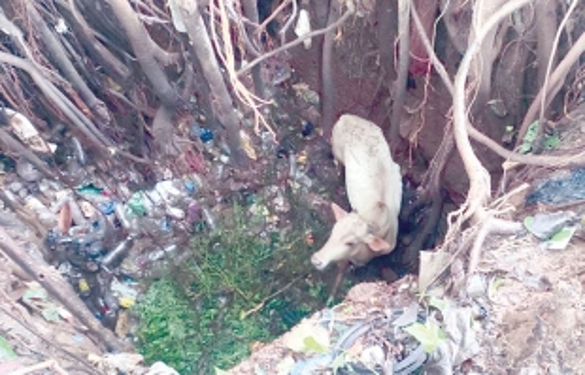 Bull rescued from well after 6 days