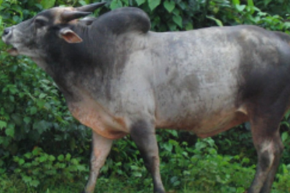 Bull survives several gun shots, hospitalised