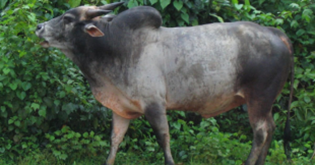 Bull survives several gun shots, hospitalised