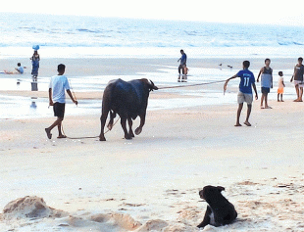 Bulls meant for dhirios seen on beaches