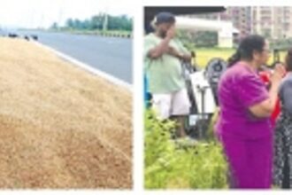 Bumper paddy harvest marks revival of Navelim’s Salpem Lake fields after 40 years