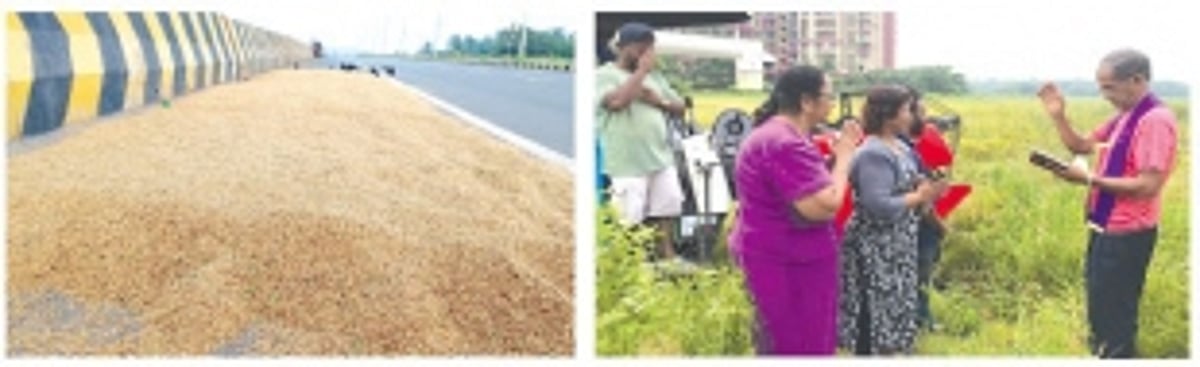 Bumper paddy harvest marks revival of Navelim’s Salpem Lake fields after 40 years