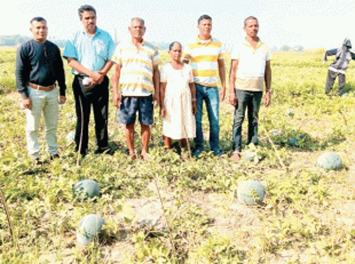 Bumper watermelon crop makes it a cool summer for farmers of Utorda, Nuvem