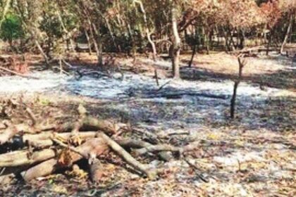 Burning of Cavelossim beach vegetation: Panchayat asks violator to pay fine of Rs 25k, plant over 200 trees