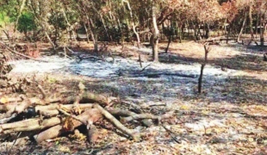 Burning of Cavelossim beach vegetation: Panchayat asks violator to pay fine of Rs 25k, plant over 200 trees