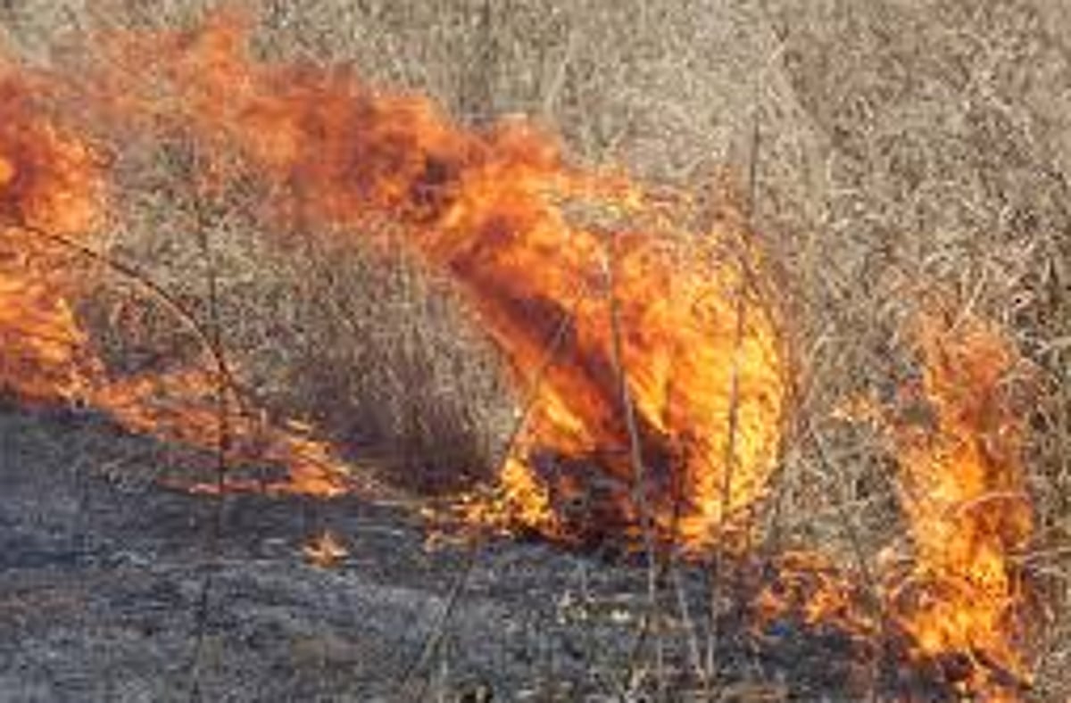 Burning of dry grass banned