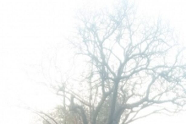 Burnt roadside tree poses threat to vehicles along Ponda-Margao route after Dhavali scrapyard fire