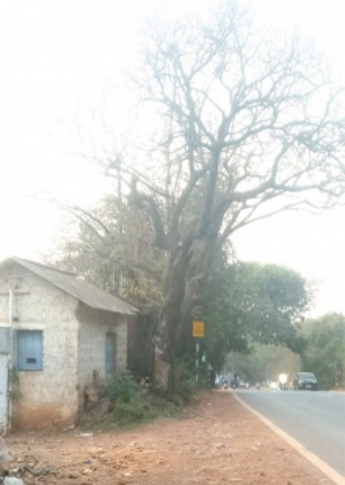 Burnt roadside tree poses threat to vehicles along Ponda-Margao route after Dhavali scrapyard fire