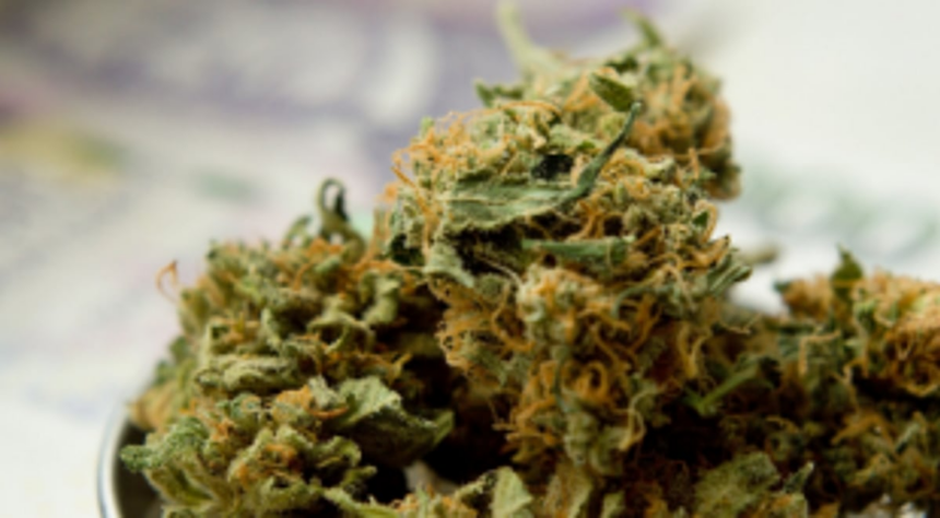 Bus driver held with suspected ganja 1 Bus driver held with suspected ganja