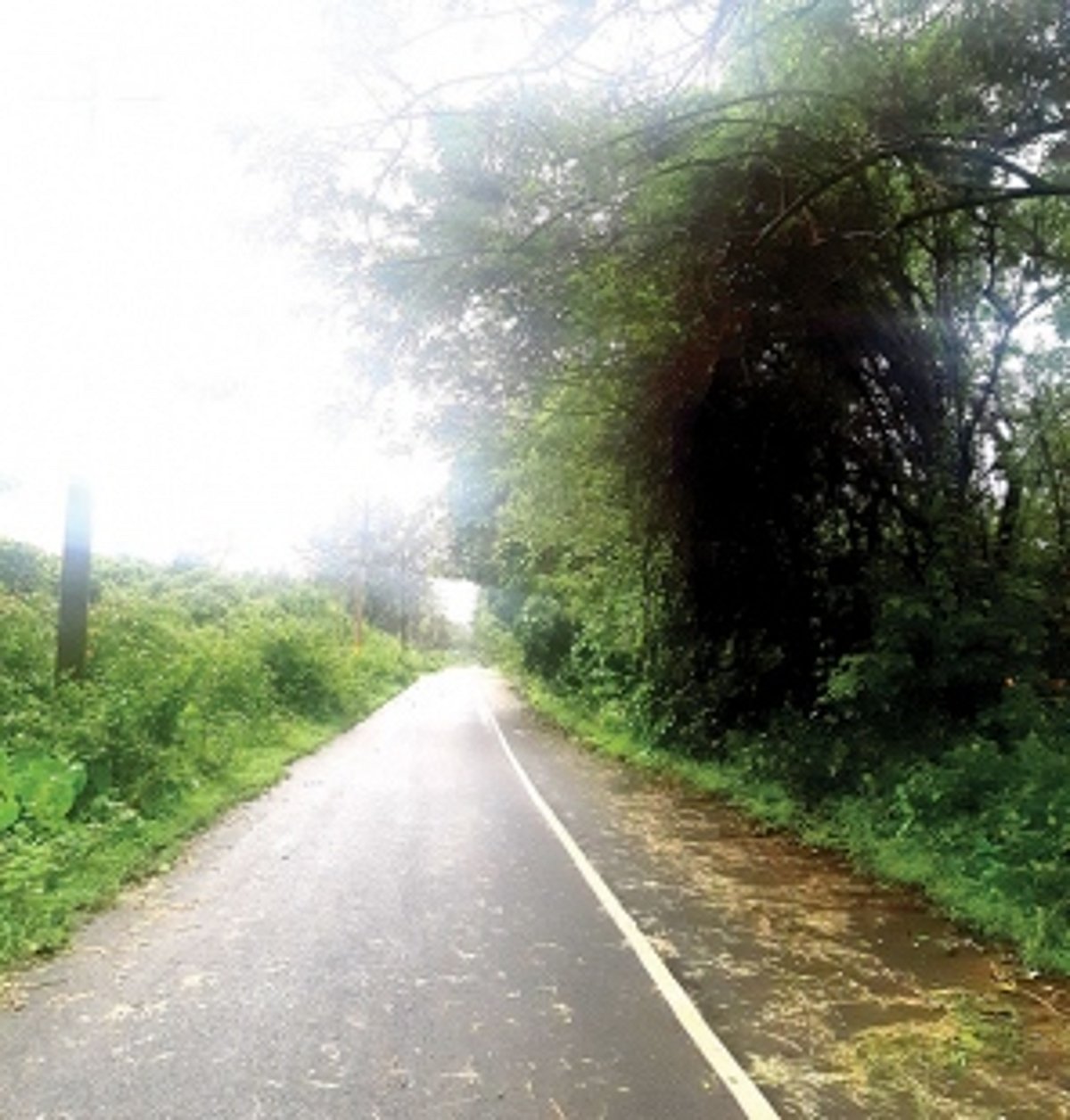 Bushes and no streetlights make Sanguem roads dangerous