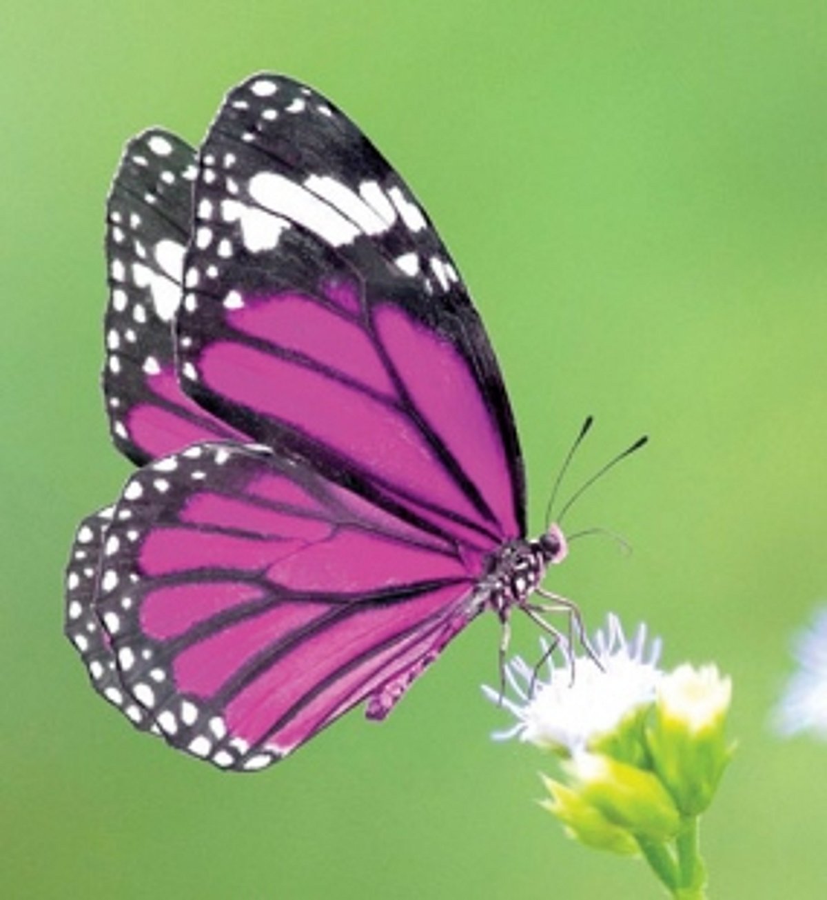 Butterfly garden ‘Chrysalis’ opens at Zuarinagar