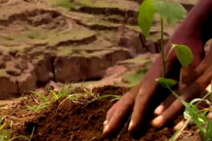 CAMPA directs Goa to complete 1650 hectares of plantation by March 2023