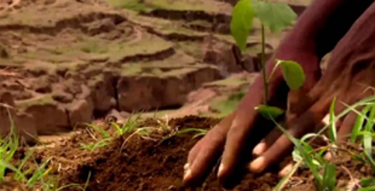 CAMPA directs Goa to complete 1650 hectares of plantation by March 2023