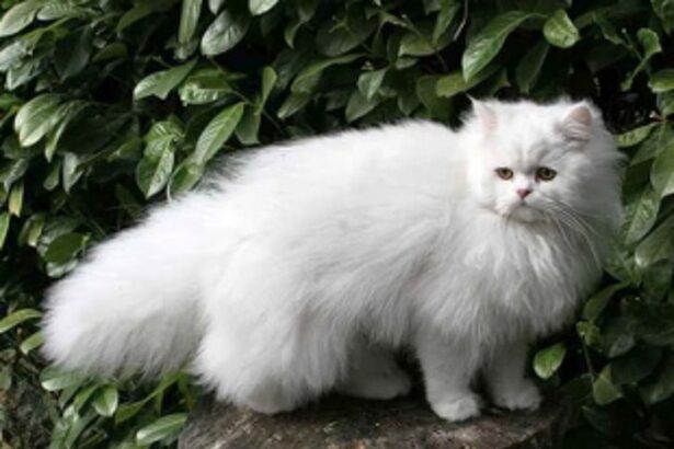 CAT FIGHT: Mother-in-law booked for beating daughter-in-law’s pet cat