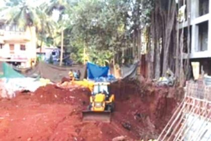CCF wants uprooted 200-year-old banyan tree replanted