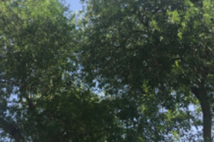 CCP adds two more vehicles  to trim trees