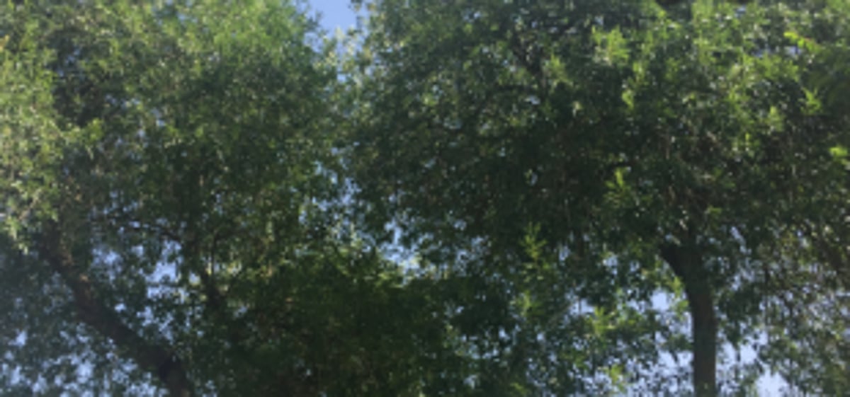 CCP adds two more vehicles  to trim trees