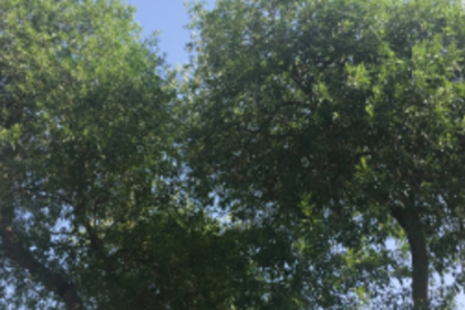 CCP trim trees blocking streetlight