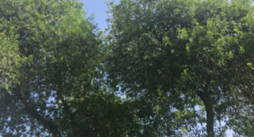 CCP trim trees blocking streetlight 1 CCP trim trees blocking streetlight