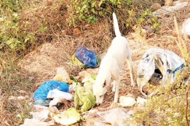 CCTV cameras can do the trick to stop  wet garbage menace