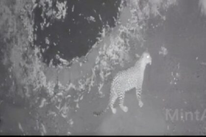 CCTV captures leopard presence in Mulgao