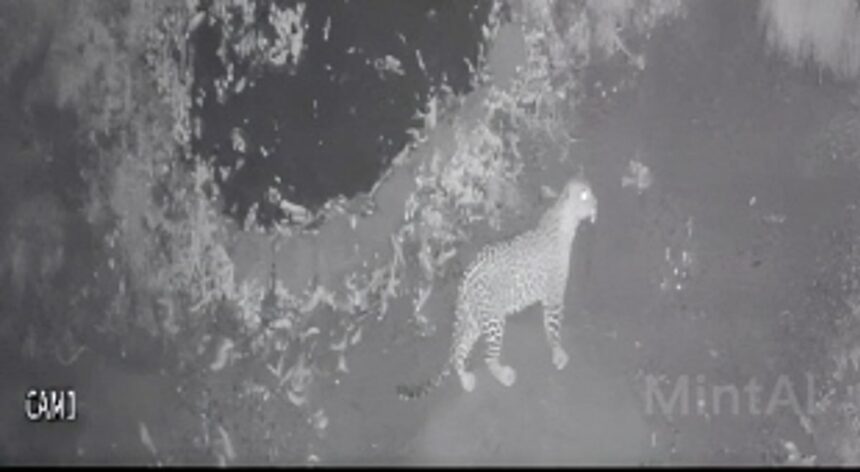 CCTV captures leopard presence in Mulgao