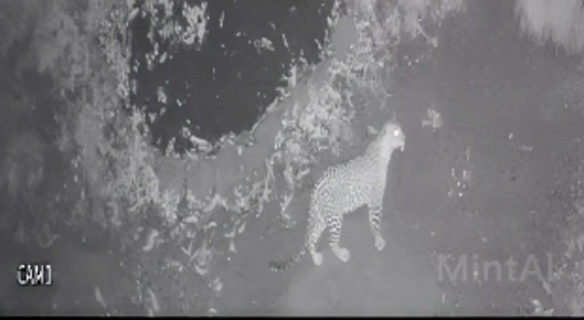 CCTV captures leopard presence in Mulgao