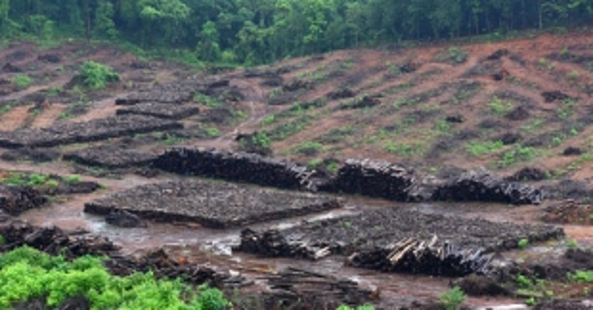CEC comes to rescue of Mollem forest