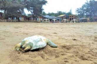 CEE to prepare CZMP to  protect turtle-nesting  grounds along beaches