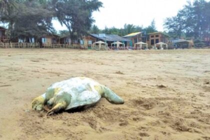 CEE to prepare CZMP to  protect turtle-nesting  grounds along beaches